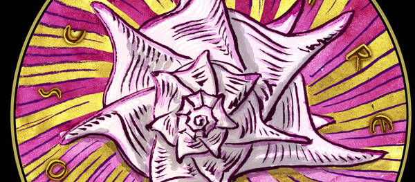 MD_04_Tyrian purple shellfish (Bolinus brandaris)_B